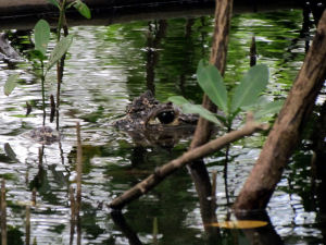 Alligator