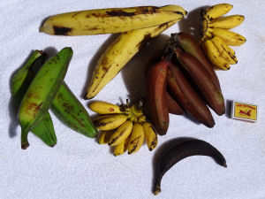 Banana