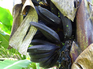 Banana black