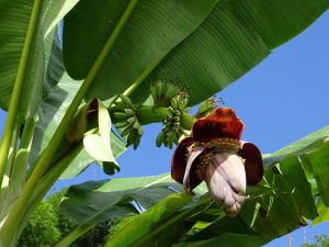 Banana flower