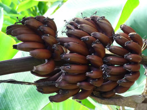 Banana red