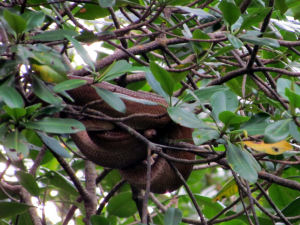Baum Python
