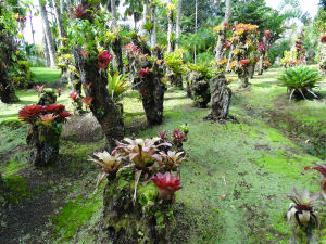 Epiphyten-Garten
