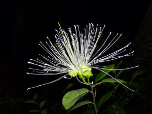 Filigrane Bl�te