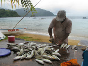 Fischer in Charlotteville