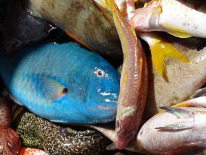 Fishermans catch