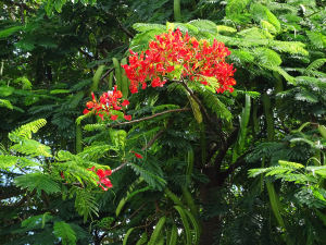 Flamboyant