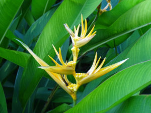Flower-1