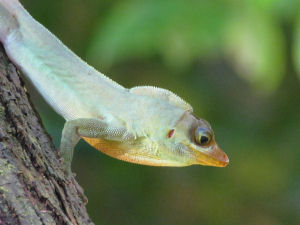 Gecko-2