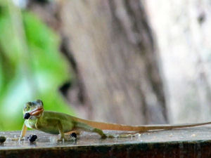Gecko-3