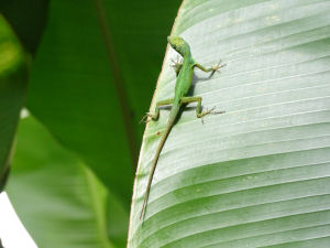 Gecko