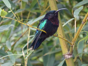 Kolibri