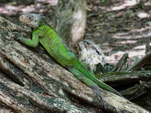 Leguan