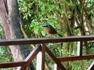 Motmot-1