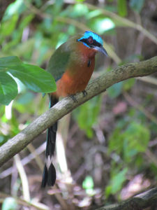 Motmot