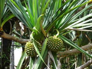 Palme mit Früchten