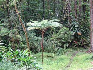 Rainforrest