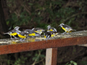 Sugarbirds